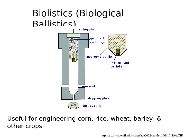   http: //faculty. abe. ufl. edu/~chyn/age 2062/lect_09/10_19 A. GIFBiolistics (Biological Ballistics) Useful for engineering corn,