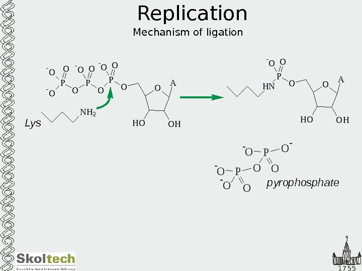   1 7 5 5 Replication Mechanism of ligation O A O HH OOP O