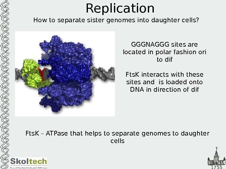   1 7 5 5 Replication How to separate sister genomes into daughter cells? 