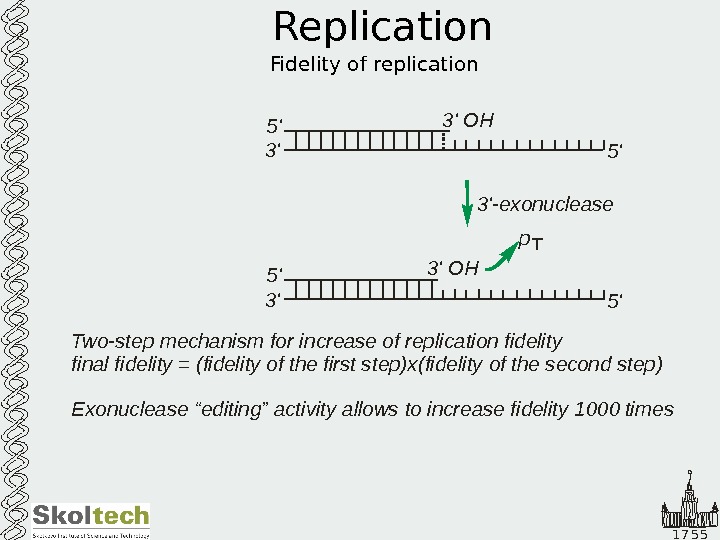   1 7 5 5 Replication Fidelity of replication 5 ' 3' 5 '3' OH