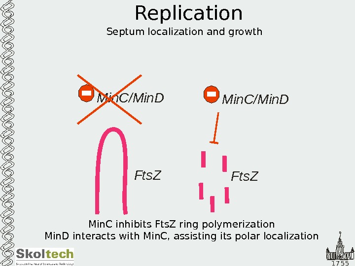   1 7 5 5 Replication Septum localization and growth Min. C/Min. D Fts. Z
