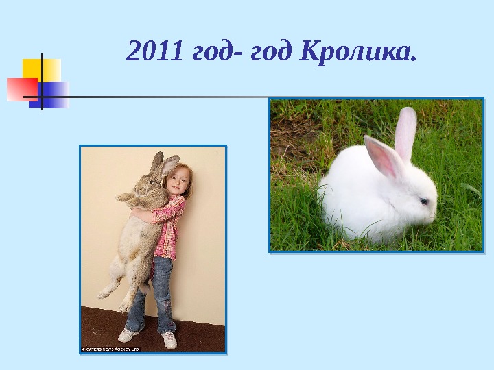 2011 год- год Кролика.  