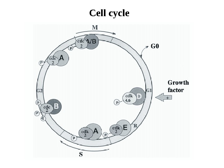   Cell cycle 