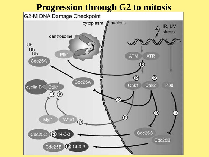   Progression through G 2 to mitosis 