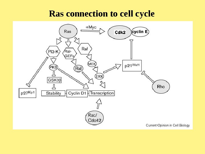   Ras connection to cell cycle 
