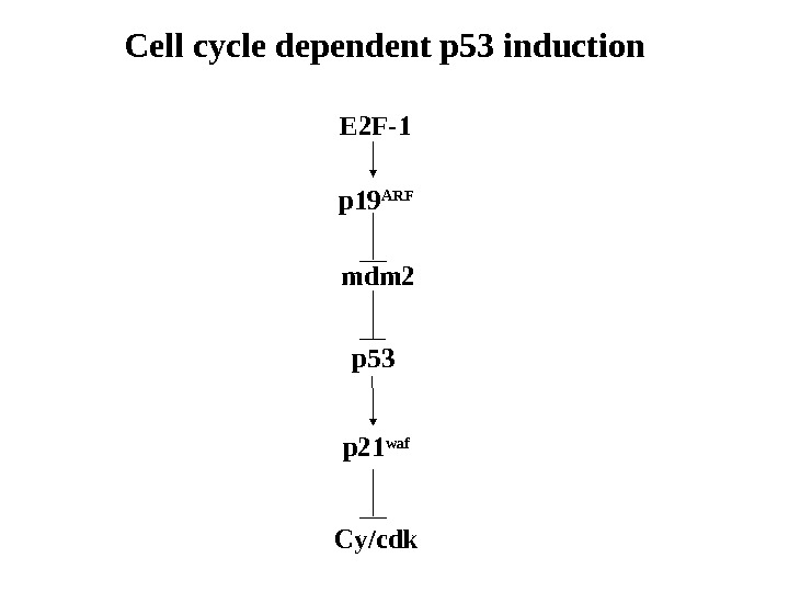   Cell cycle dependent p 53 induction E 2 F-1 p 19 ARF mdm 2