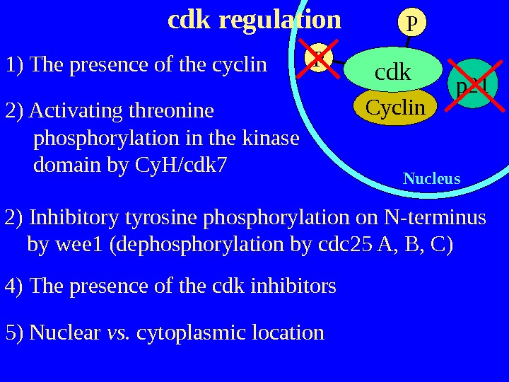   Nucleus. Cyclincdk regulation 1) The presence of the cyclin 2) Activating threonine  phosphorylation