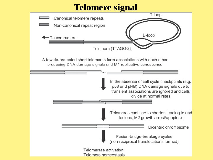   Telomere signal 