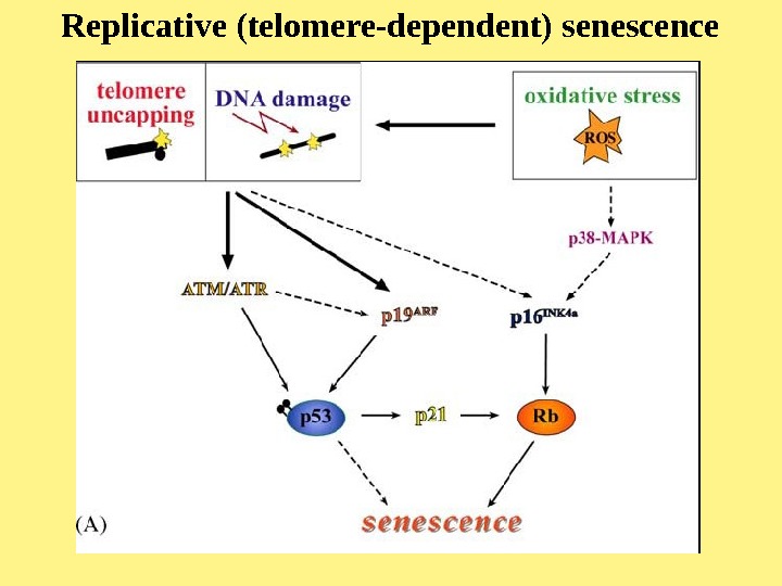  Replicative (telomere-dependent) senescence 