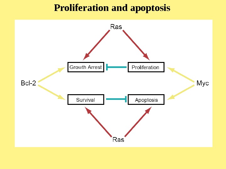   Proliferation and apoptosis 