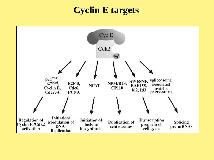   Cyclin E targets 