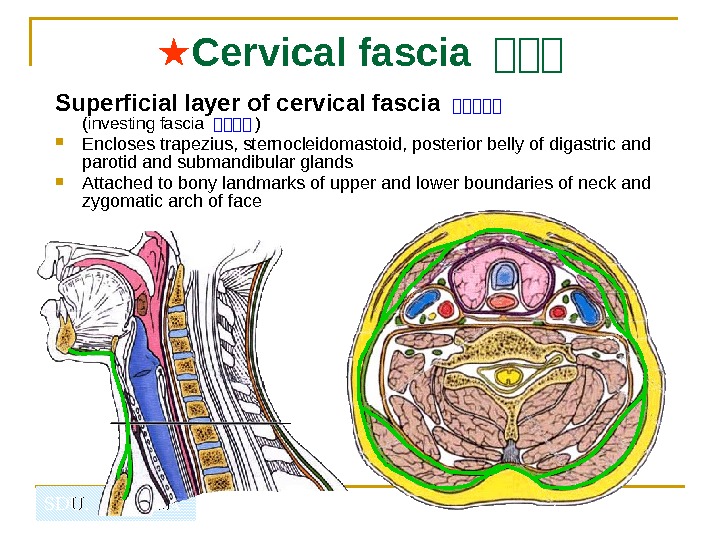   SDU.  LIZHENHUA ★ Cervical fascia  山山山 Superficial layer  of cervical fascia