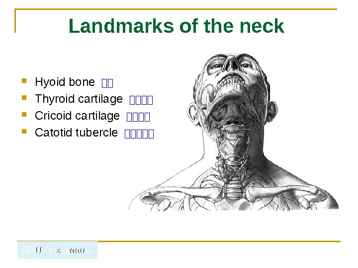   SDU.  LIZHENHUA Landmarks of the neck  Hyoid bone －－ Thyroid cartilage －－－－