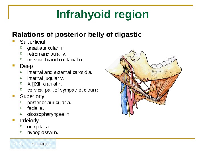   SDU.  LIZHENHUA Infrahyoid region Ralations of posterior belly of digastic  Superficial great