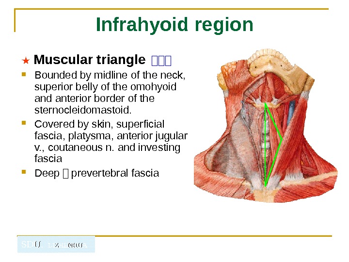   SDU.  LIZHENHUA Infrahyoid region ★  Muscular triangle  山山山 Bounded by midline