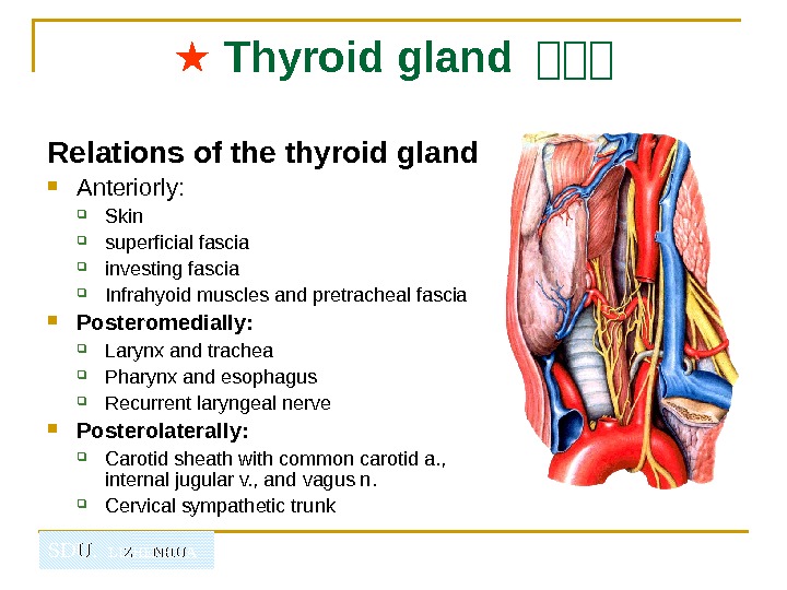   SDU.  LIZHENHUA ★  Thyroid gland 山山山 Relations of the thyroid gland 