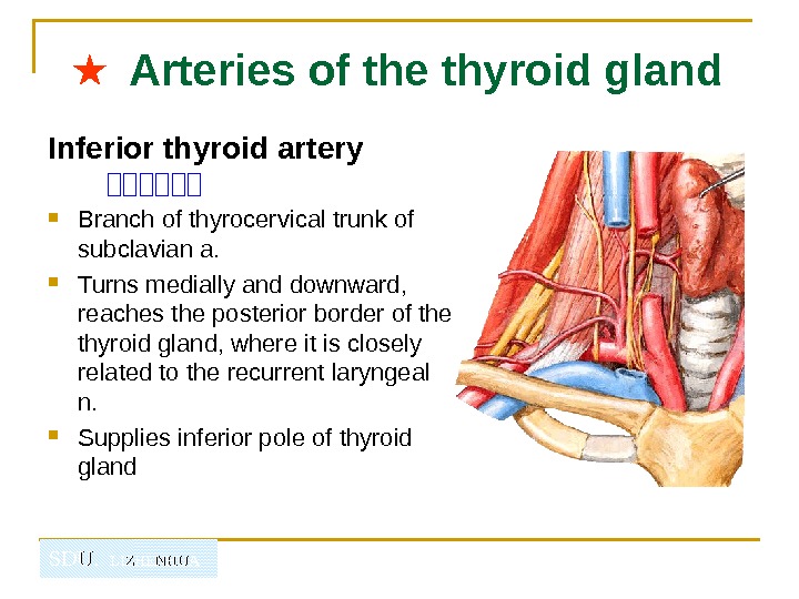   SDU.  LIZHENHUA★  Arteries of the thyroid gland Inferior thyroid artery  