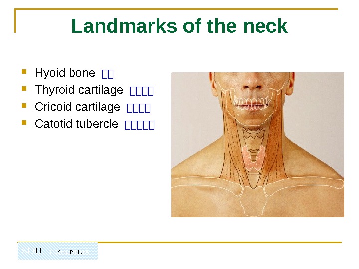   SDU.  LIZHENHUA Landmarks of the neck Hyoid bone －－ Thyroid cartilage －－－－ Cricoid
