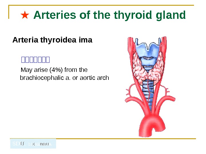   SDU.  LIZHENHUA★  Arteries of the thyroid gland Arteria thyroidea ima  