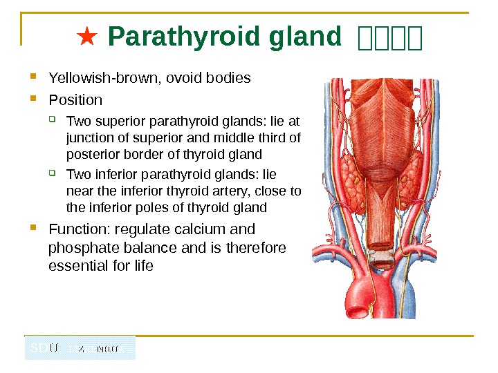   SDU.  LIZHENHUA ★  Parathyroid gland 山山山山 Yellowish-brown, ovoid bodies Position Two superior