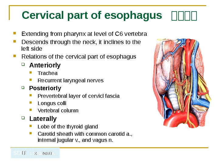   SDU.  LIZHENHUACervical part of esophagus  山山山山 Extending from pharynx at level of