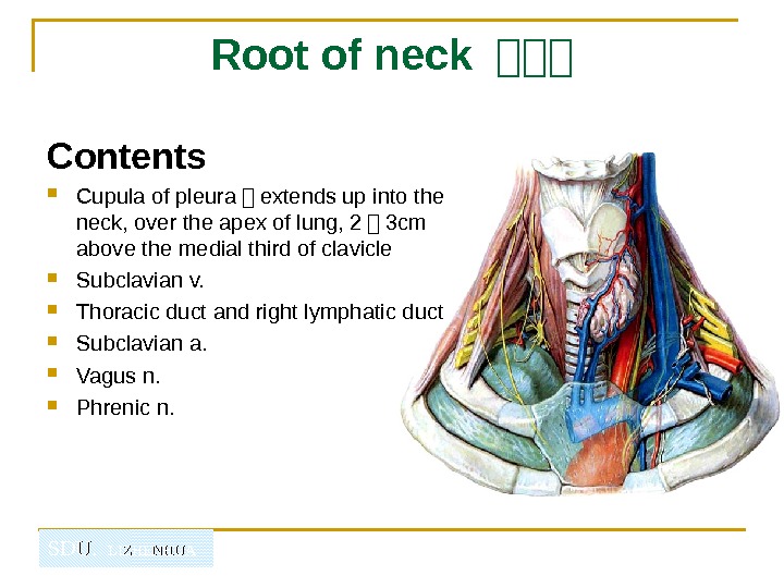  SDU.  LIZHENHUA Root of neck  山山山 Contents  Cupula of pleura －