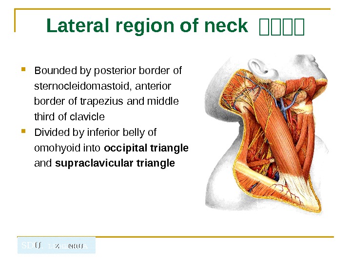   SDU.  LIZHENHUALateral region of neck 山山山山 Bounded by posterior border of sternocleidomastoid, anterior