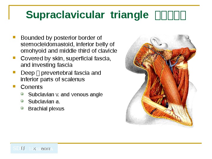   SDU.  LIZHENHUASupraclavicular triangle 山山山山山 Bounded by posterior border of sternocleidomastoid, inferior belly of
