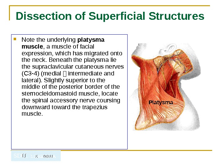   SDU.  LIZHENHUADissection of Superficial Structures Note the underlying platysma muscle , a muscle