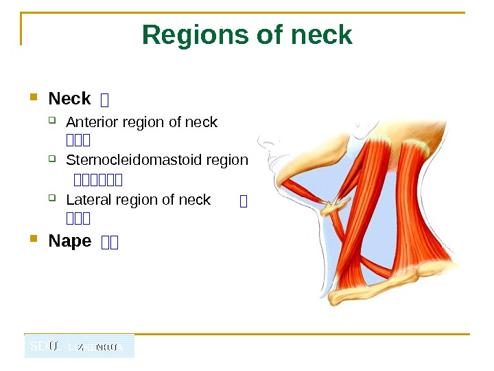   SDU.  LIZHENHUA Regions of neck Neck  山 Anterior region of neck 山山山