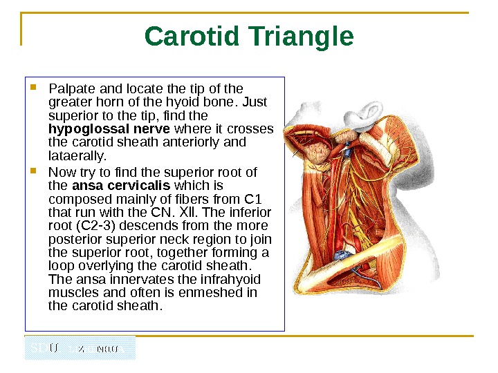   SDU.  LIZHENHUA Carotid Triangle Palpate and locate the tip of the greater horn
