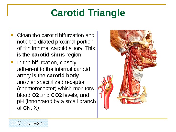   SDU.  LIZHENHUA Carotid Triangle Clean the carotid bifurcation and note the dilated proximal