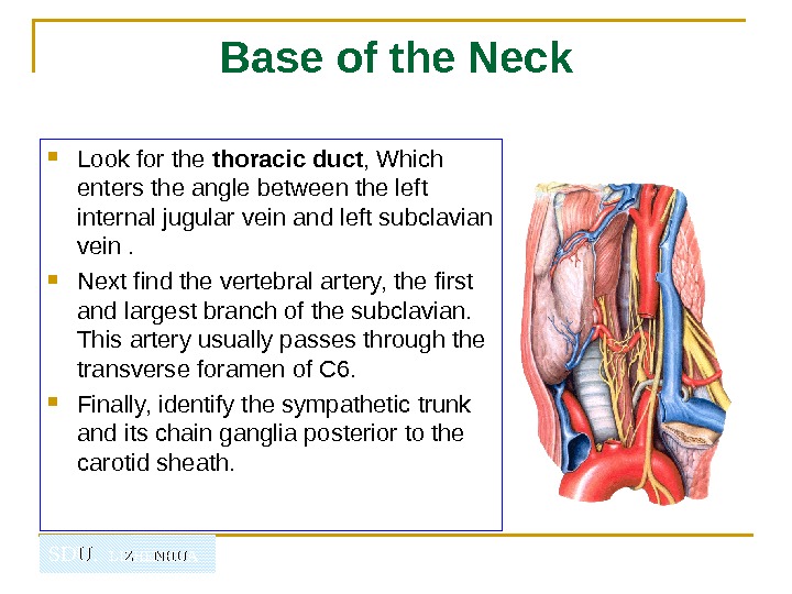   SDU.  LIZHENHUA Base of the Neck Look for the thoracic duct , Which