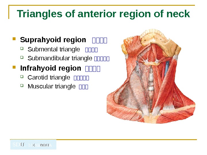   SDU.  LIZHENHUATriangles of anterior region of neck Suprahyoid region  山山山山 Submental triangle