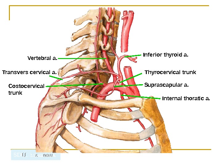   SDU.  LIZHENHUAVertebral a. Thyrocervical trunk. Inferior thyroid a. Internal thoratic a. Transvers cervical