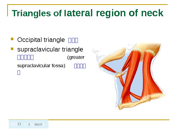   SDU.  LIZHENHUATriangles of l ateral region of neck  Occipital triangle 山山山 supraclavicular