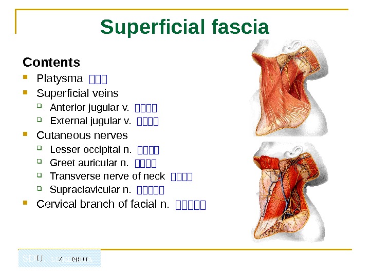   SDU.  LIZHENHUA Superficial fascia Contents  Platysma －－－  Superficial veins Anterior jugular