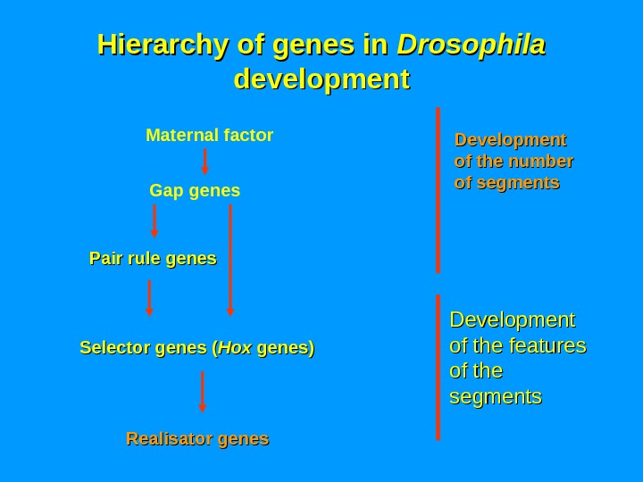 Hierarchy of genes in Drosophila  development Realisator genes Maternal factor Pair rule genes Gap genes
