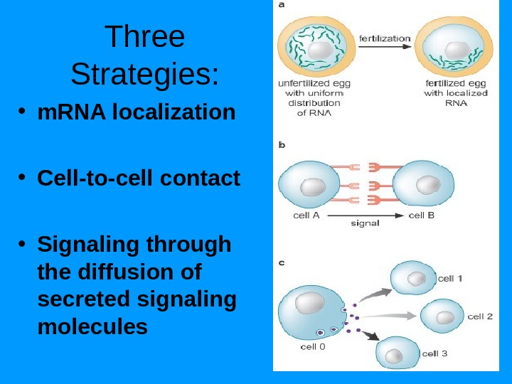 Three Strategies:  • m. RNA localization • Cell-to-cell contact • Signaling through the diffusion of