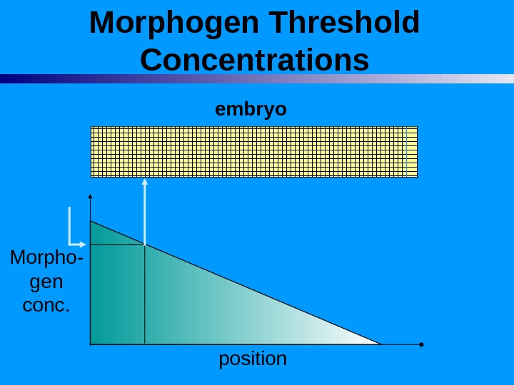 Morphogen Threshold Concentrations embryo Morpho- gen conc. position 