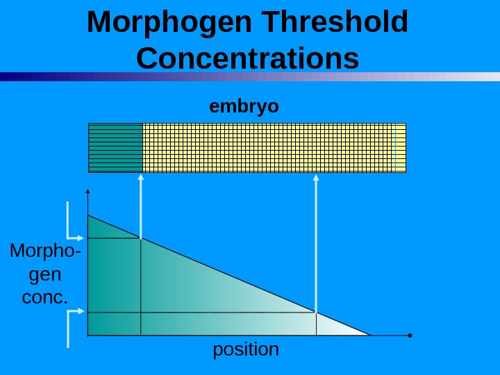 Morphogen Threshold Concentrations embryo Morpho- gen conc. position 