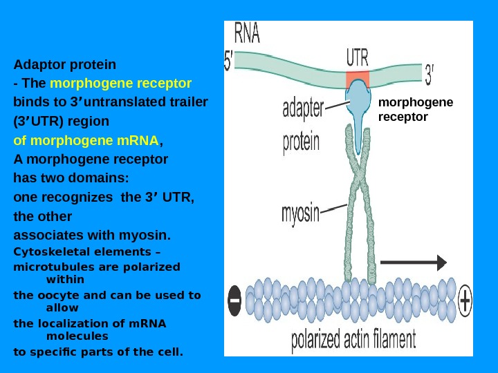 Adaptor protein - The morphogene receptor  binds to 3 ’ untranslated trailer (3 ’ UTR)