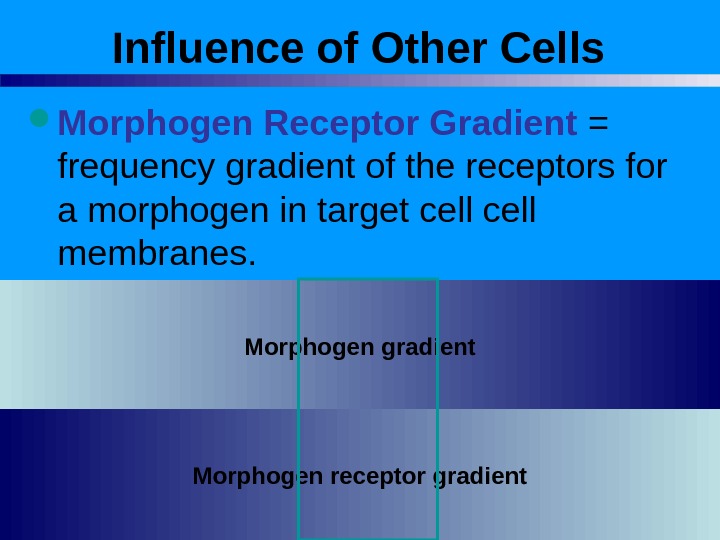 Influence of Other Cells Morphogen Receptor Gradient = frequency gradient of the receptors for a morphogen