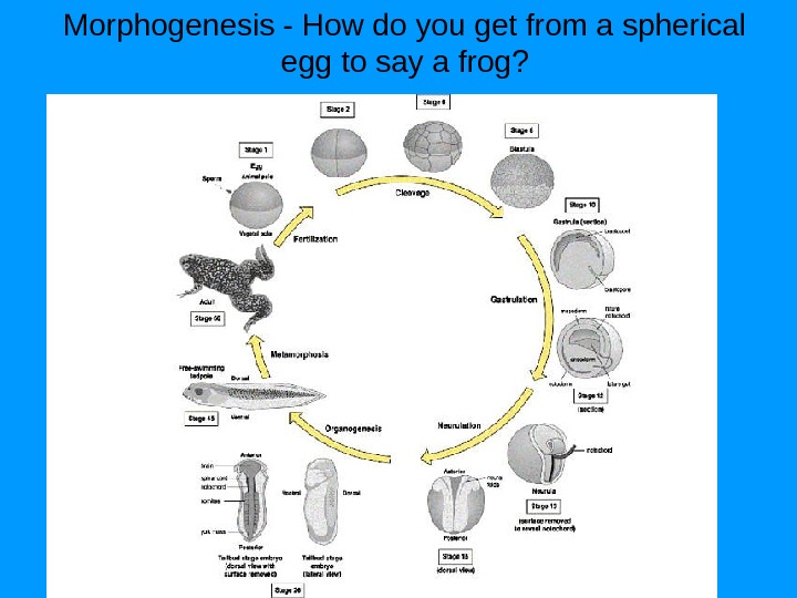 Morphogenesis - How do you get from a spherical egg to say a frog? 