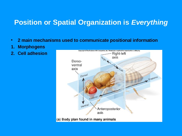 Position or Spatial Organization is Everything • 2 main mechanisms used to communicate positional information 1.