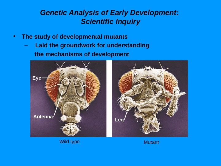 Genetic Analysis of Early Development:  Scientific Inquiry • The study of developmental mutants – Laid