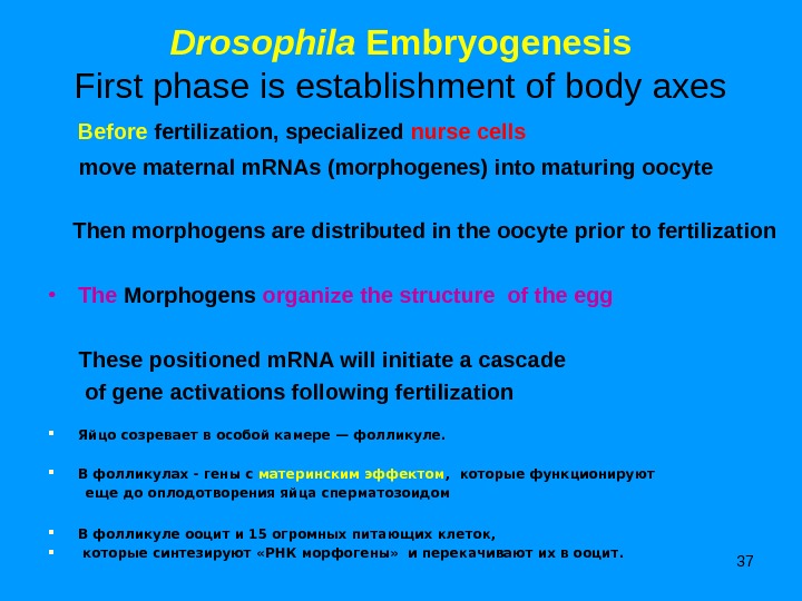 37 Drosophila Embryogenesis First phase is establishment of body axes Before fertilization, specialized nurse cells 