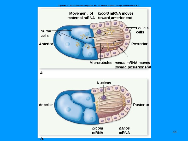 44 a. b. bicoid m. RNA moves toward anterior end bicoid m. RNAMovement of maternal m.