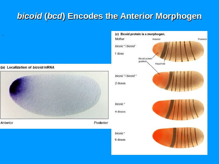 bicoid ( ( bcdbcd ) Encodes the Anterior Morphogen. 