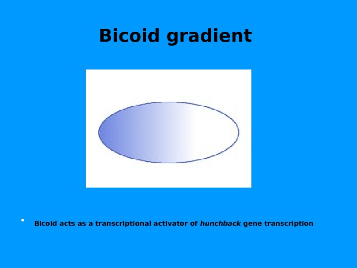 Bicoid gradient  Bicoid acts as a transcriptional activator of hunchback gene transcription  